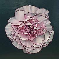 dianthus II 2021 oil 40x40 cm